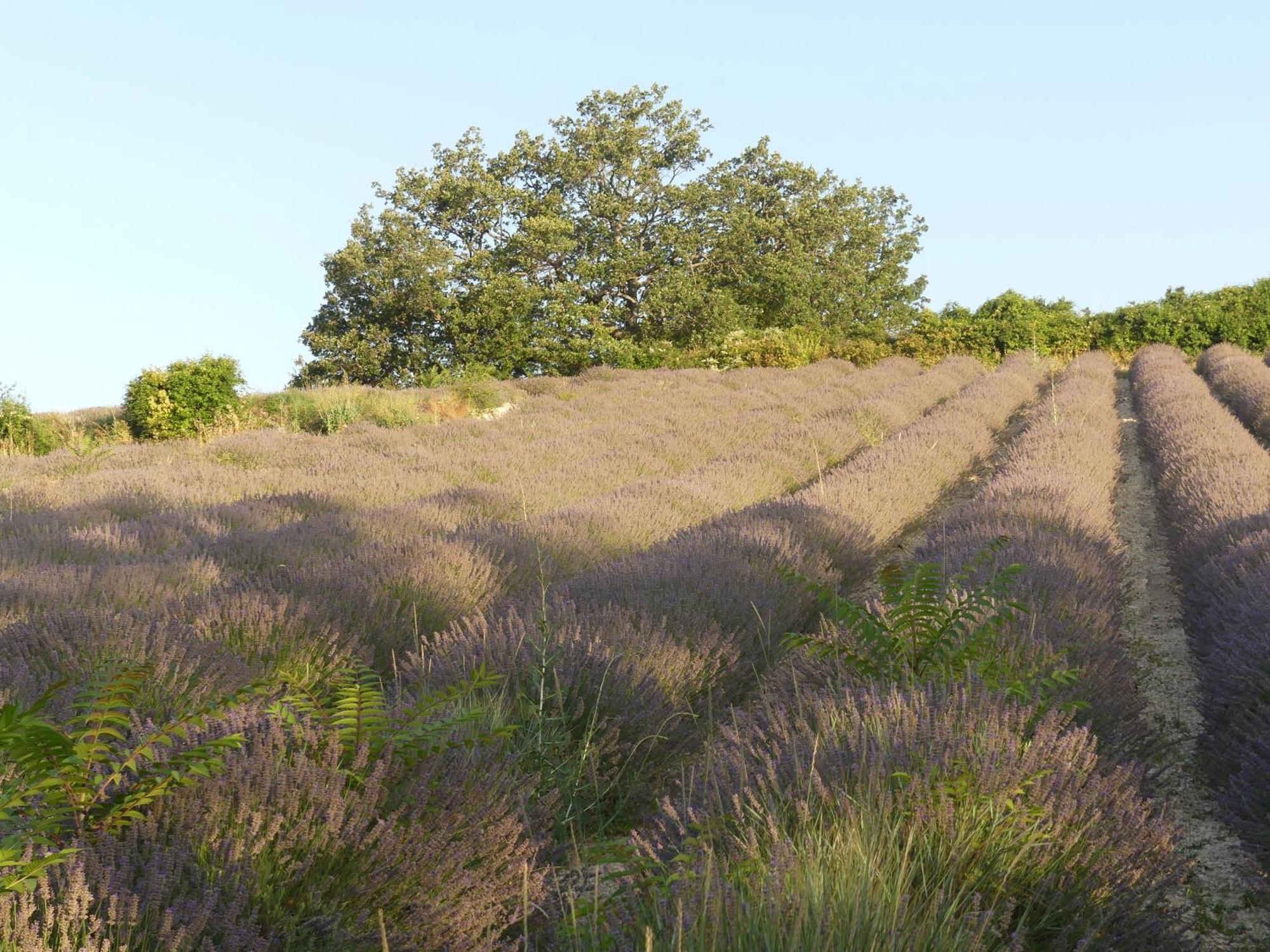 Maison De Campagne La Teranga Au Coeur Du Luberon Apt Exterior foto